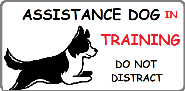 Assistance Dog in training badge with a Border collie and says do not distract