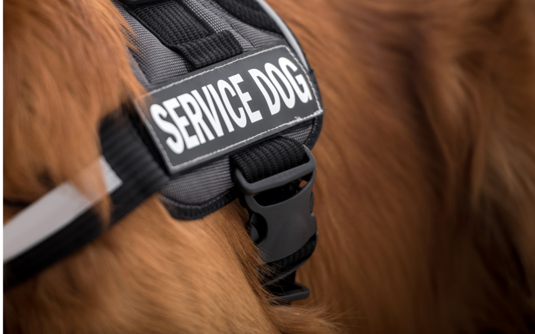 Exploring the Unlimited Potential of Service Dogs