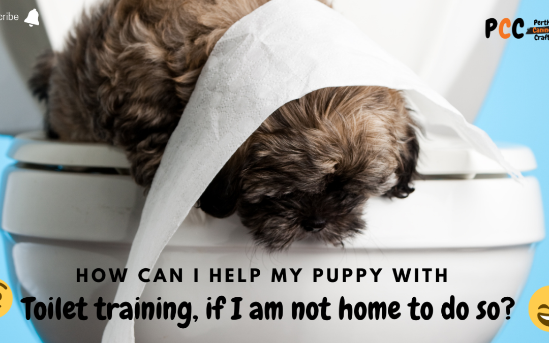 How can  I help my puppy with toilet training when I am not home?