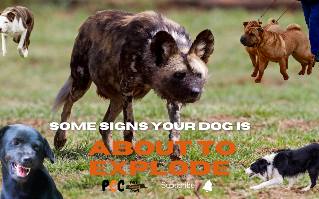 Some signs your dog is about to EXPLODE