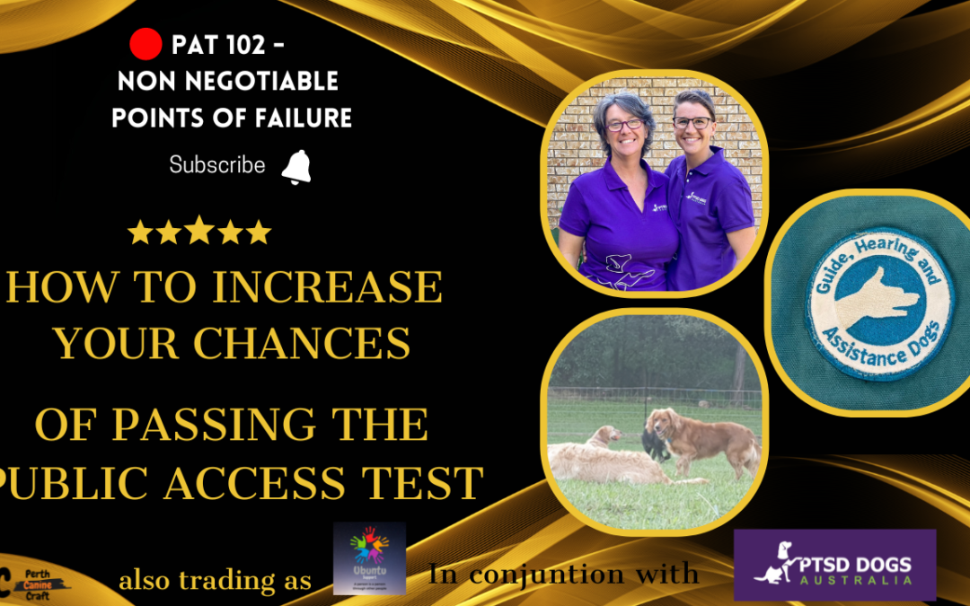 Preparing for the PAT: Tips for Success with Your Assistance Dog