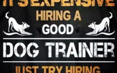 Dog Training: Finding the Right Trainer – A Guide