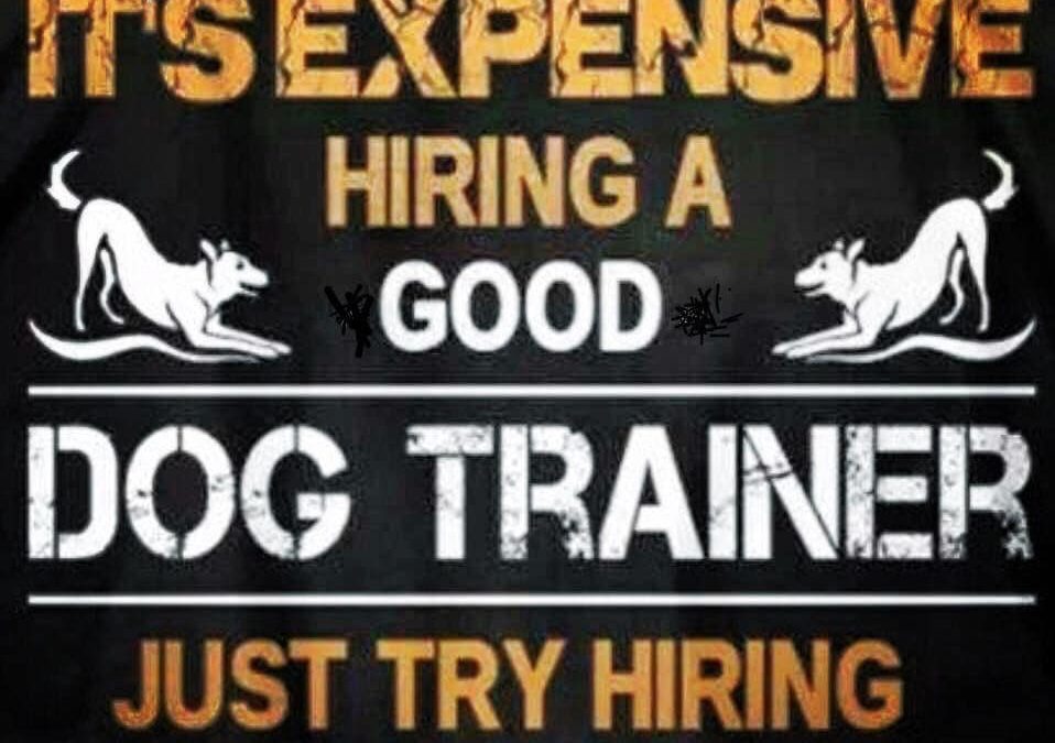 Dog Training: Finding the Right Trainer – A Guide