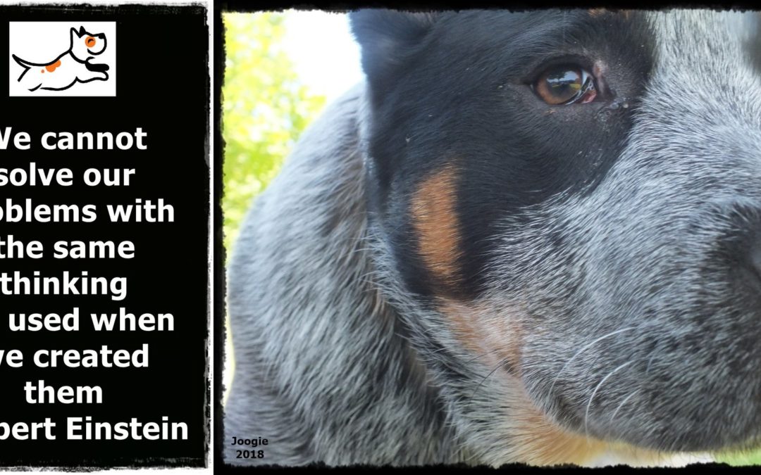 Breaking the Cycle: Reevaluate Your Dog Training Approach