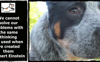Breaking the Cycle: Reevaluate Your Dog Training Approach