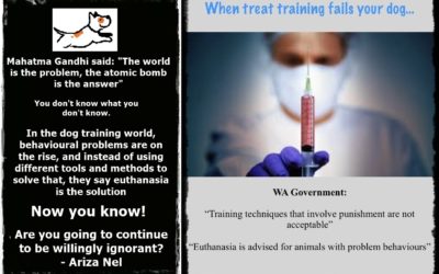 The Impact of Closed-Mindedness in Dog Training