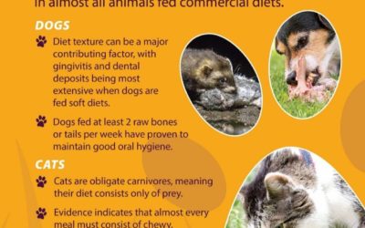 Avoid periodontitis – how do I do that for my dog?