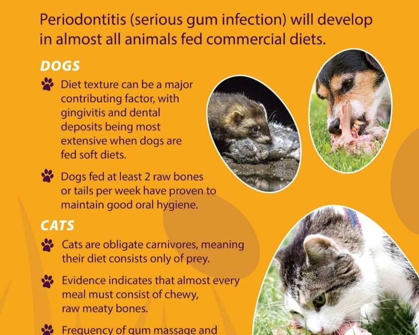 Avoid periodontitis – how do I do that for my dog?
