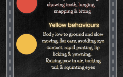 Identifying Red Flags in Your Dog’s Behavior