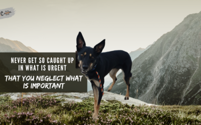 Don’t Overlook the Importance of Fulfilling Your Dog’s Natural Drives