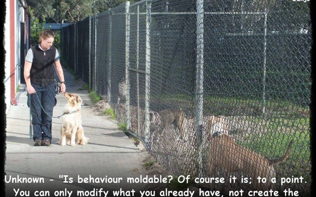 Question: Why research dog breeds before adopting or buying?