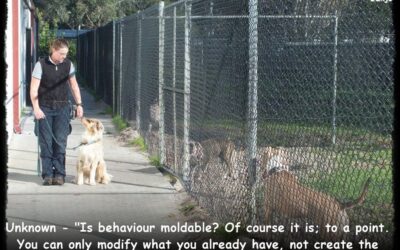 Question: Why research dog breeds before adopting or buying?