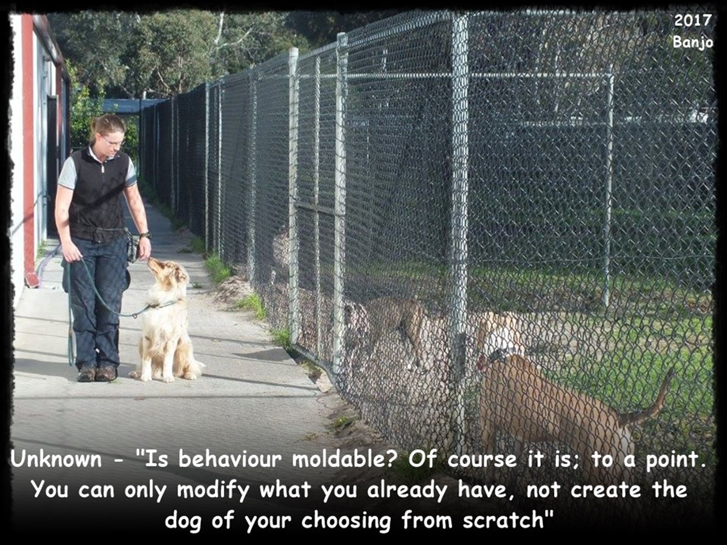 Question: Why research dog breeds before adopting or buying?