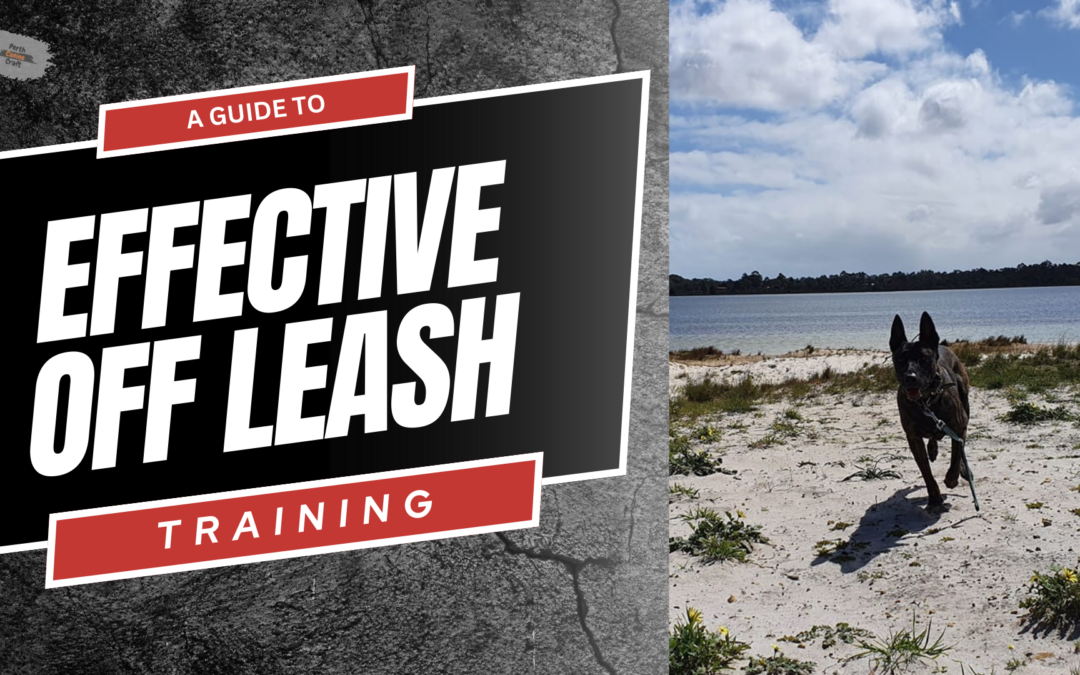 Guide to Effective Leash Training: From Tethering to Off-Leash