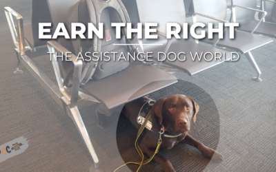 Earning the Right to an Assistance Dog: The Impact on Australian Airport Experiences