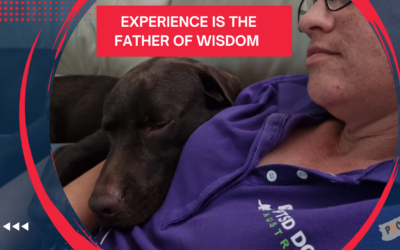 Experience: The Father of Wisdom in Dog Training