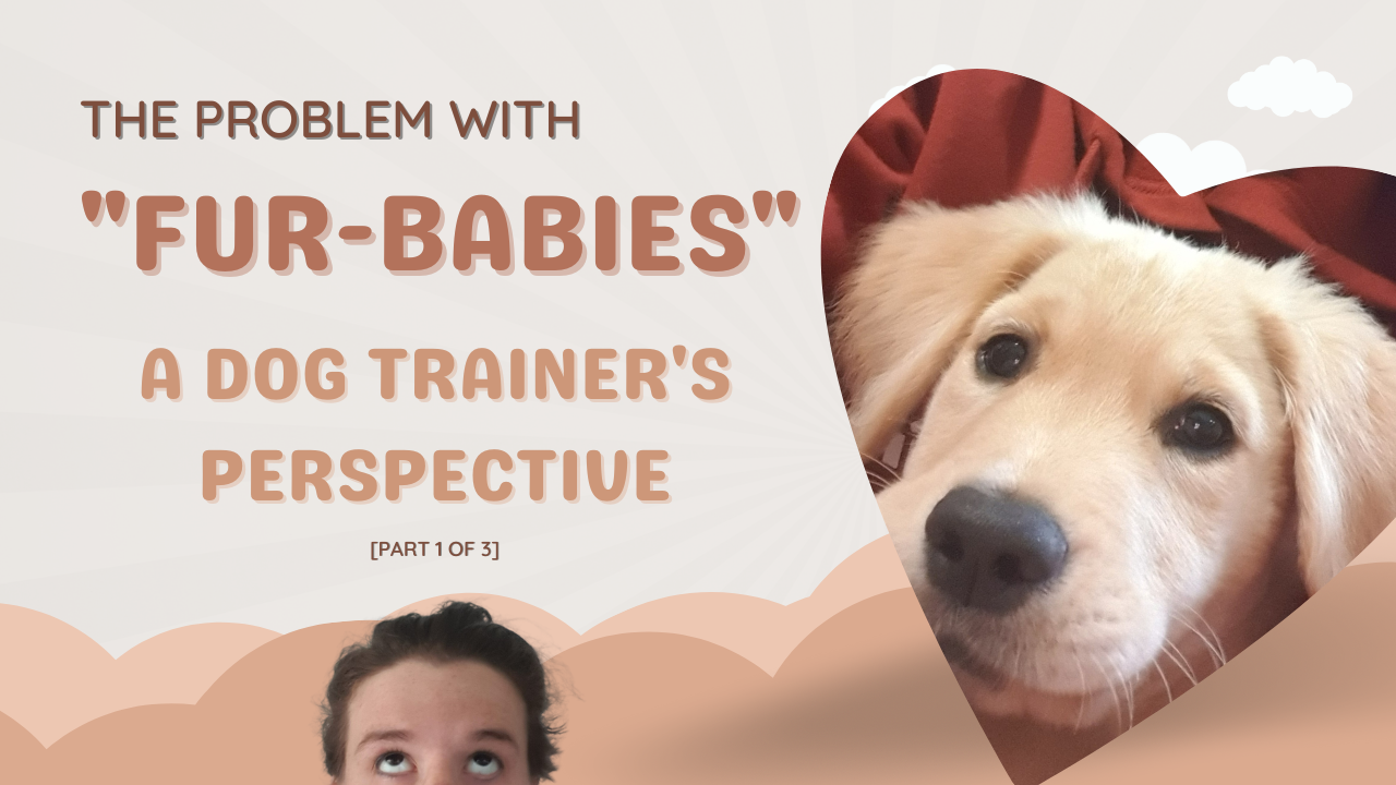 The Problem with "Fur-Babies": A Dog Trainer's Perspective