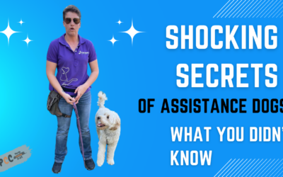 Assistance Dog Handler’s Etiquette: Dos and Don’ts