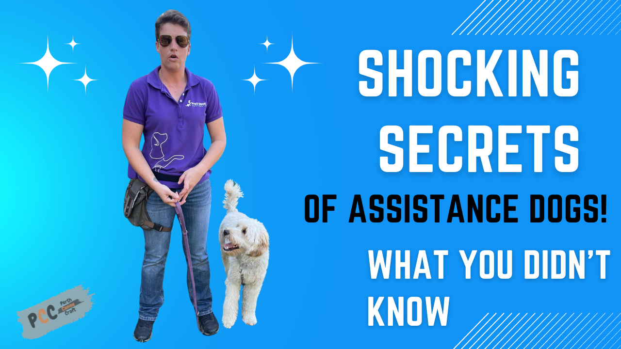 shocking secrets of assistance dogs!