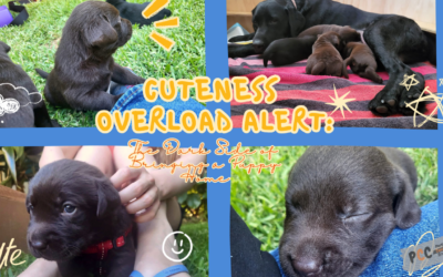 The Enthusiastic Drive for Puppies: Beyond Cuddles and Photos