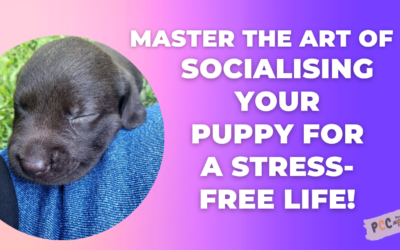 The Essential Guide to Socialising Your Puppy