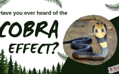 Unveiling the Cobra Effect: How Good Intentions Can Backfire