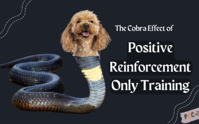 Navigating the Cobra Effect in Dog Training: The Pitfalls of Positive Reinforcement