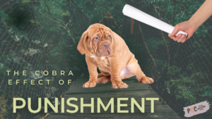 The cobra effect of punishment