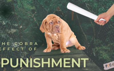 Unveiling the Cobra Effect: The Dangers of Punishment in Dog Training