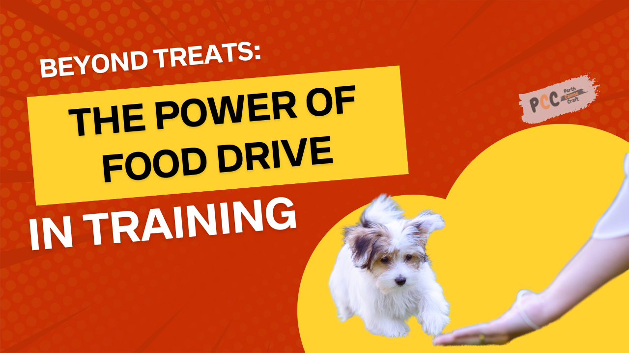 Beyond Treats: The Power of Food Drive in Training