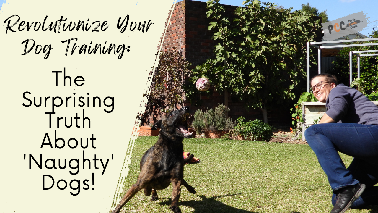 Revolutionize Your Dog Training: The Surprising Truth About 'Naughty' Dogs!
