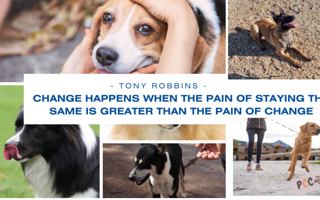 Helping Your Nervous or Skittish Dog: What to Expect and Consider