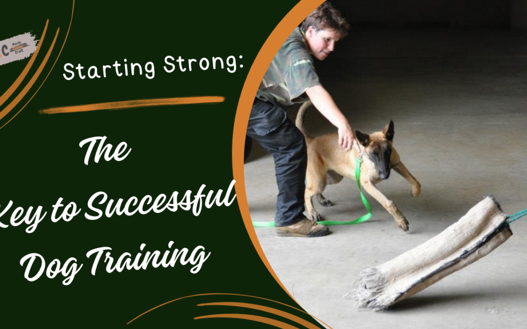 Establishing Strong Foundations: Essential Steps in Dog Training