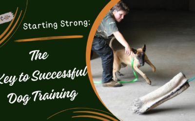 Establishing Strong Foundations: Essential Steps in Dog Training