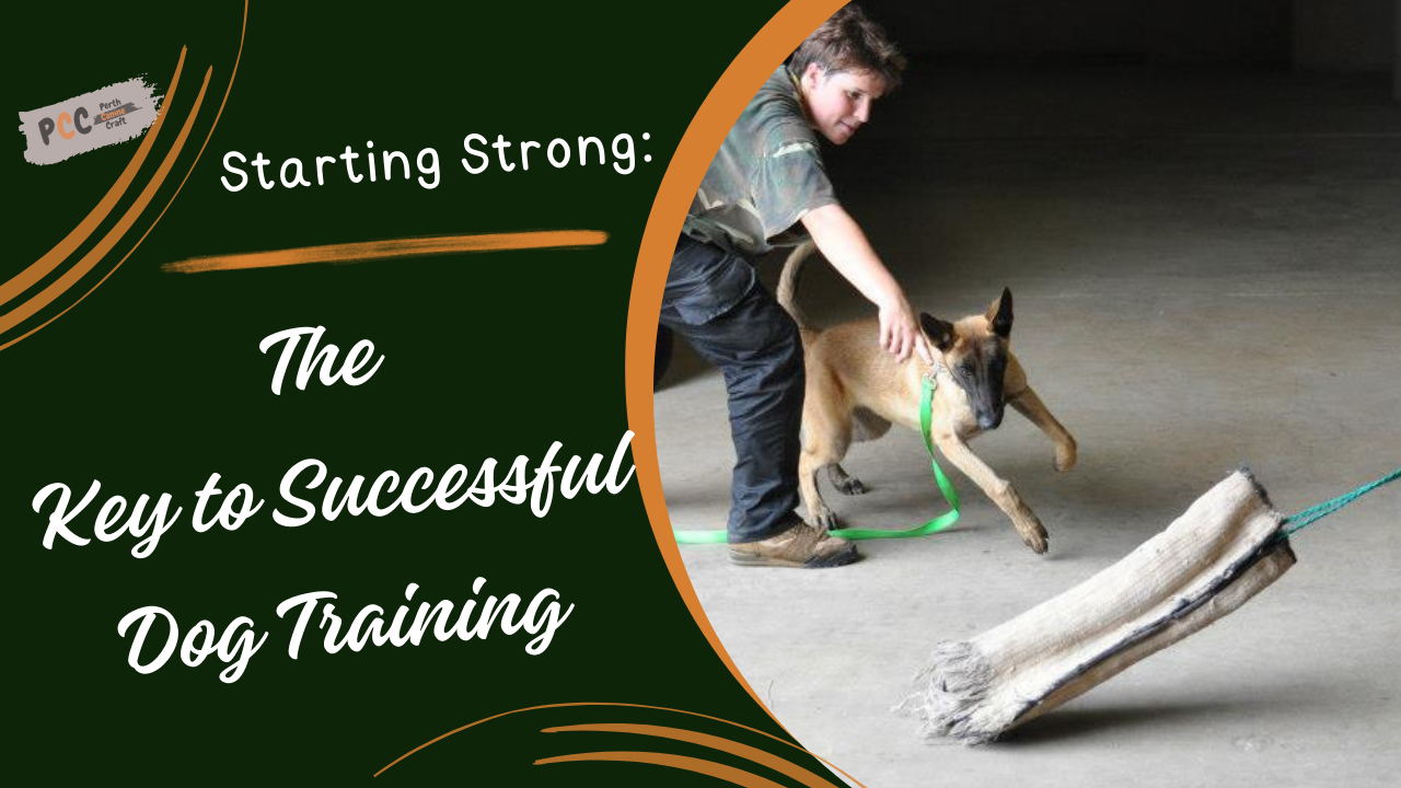 Starting Strong: The Key to Successful Dog Training