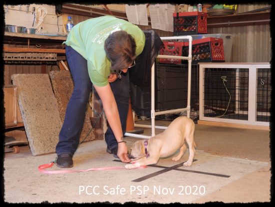 PCC Safe PSP Nov 2020 (14)